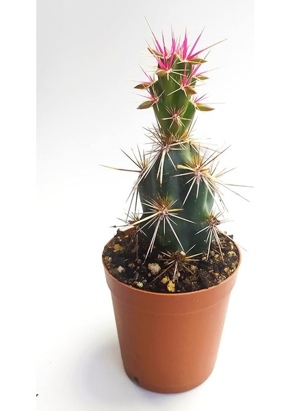 Invicta Nadide Tür Kaktüs Tekli Kaktüs 5.5 cm Saksıda Özel Kaktüs