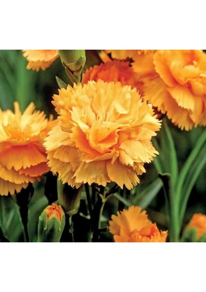 Bodur Kokulu Turuncu Karanfil F1 Tohumu (10 Tohum)