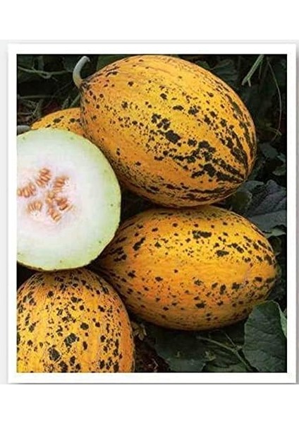 Tarım Ata Tohumu Yerli Doğal Kavun KIRKAĞAÇ-589 Tip 100 Adet Tohum