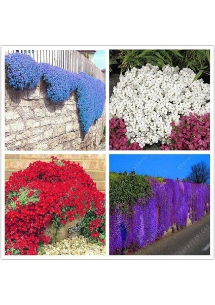 Dünyam Karışık Renkli Sarkan Obrizya Çiçeği Tohumu 35 Adet fiyatları