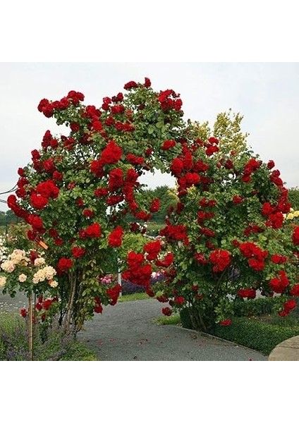 Paket Tüplü Kokulu Gül-Fem Hatun Kırmızı Sarmaşık Gül Fidanı fiyatları