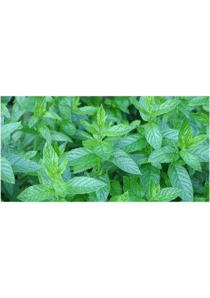 Yayılıcı Yediveren Nane Tohumu 100 Adet Tohum fiyatları