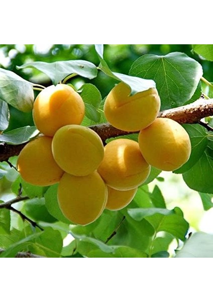 Tüplü Aşılı Çok Tatlı Verimli Aromatik Şekerpare Kayısı Fidanı