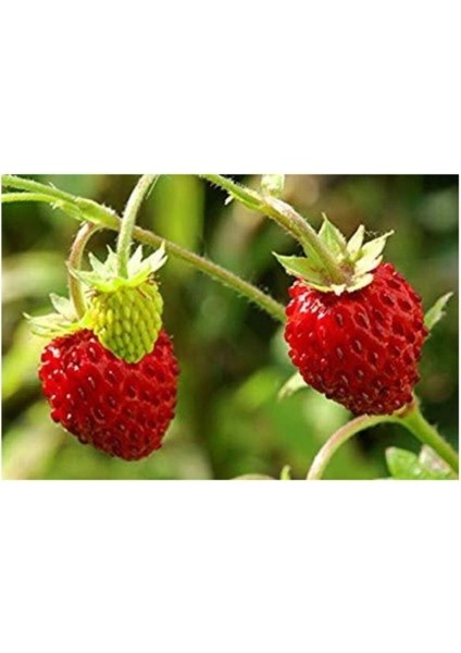 Dağ Çileği Tohumu 20 Adet Tohum Yabani Çilek Tohumu fiyatları