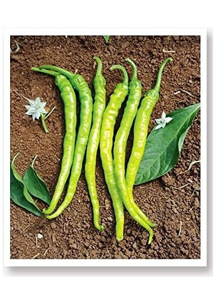 Tarım Ata Tohumu Yöresel Sivri Biber Acı Ilıca 100 Adet Tohum