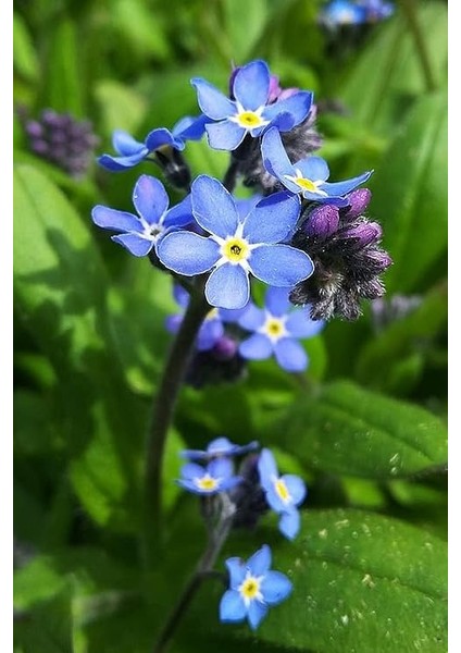 Look Mavi Unutma Beni Çiçeği Tohumu / 20 Adet Tohum TH-THMCMTHM371 indirimleri