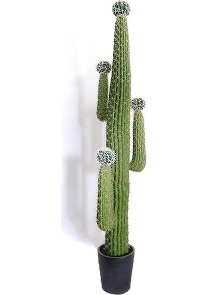 Look Arizona Çöl Kaktüsü Tohumu / 5 Adet Tohum TH-THMCMTHM430 indirimleri