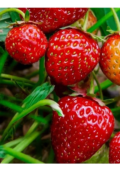 Tarım Yerli Doğal Çilek Yediveren 0,1 Gram Tohum modelleri