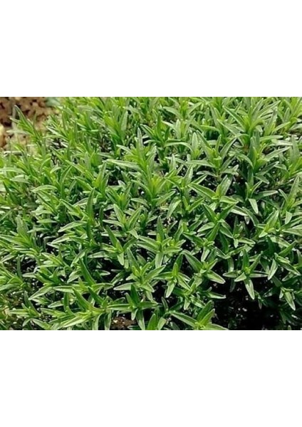 Doğal Zahter Kekiği Tohumu (50 Tohum)