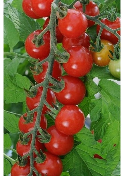 Dünyam Salkım Cherry Domates Tohumu / 5+ Adet Tohum fırsatları