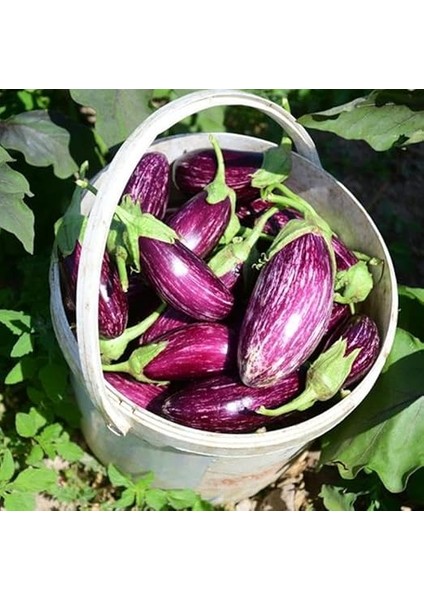 Tarım Ata Tohumu Yöresel Kayseri Yamula Patlıcanı Pijamalı Patlıcan 50 Adet Tohum modelleri