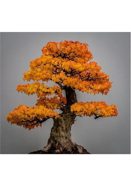 Look Bodur Çınar Bonzai Ağacı Tohumu 5 Adet Bonsai Ağacı Tohumu TH-8777963100261 fiyatları