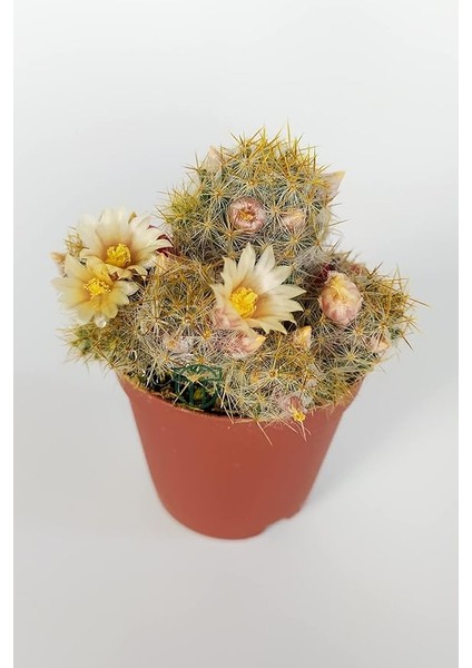 Prolifera Teksas Meme Kaktüsü Krem Çiçek Açan Kaktüs 5.5 cm Saksıda