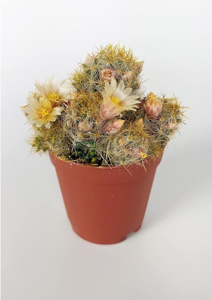 Prolifera Teksas Meme Kaktüsü Krem Çiçek Açan Kaktüs 5.5 cm Saksıda modelleri