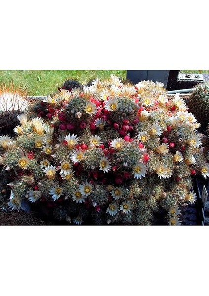 Prolifera Teksas Meme Kaktüsü Krem Çiçek Açan Kaktüs 5.5 cm Saksıda fırsatları