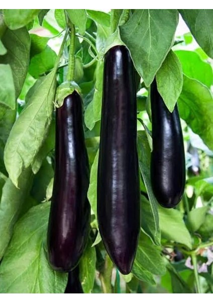 Garden Doğal Patlıcan Meşhur Aydın Siyahı 100 Ad. Tohum