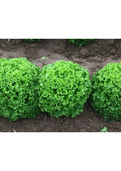 Doğal Marul Tohumu Kıvırcık Arapsaçı