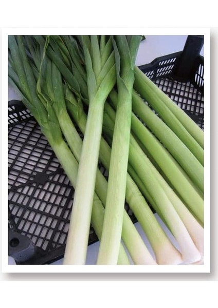 Tarım Yerli Doğal Pırasa Inegöl 1000 Adet Tohum