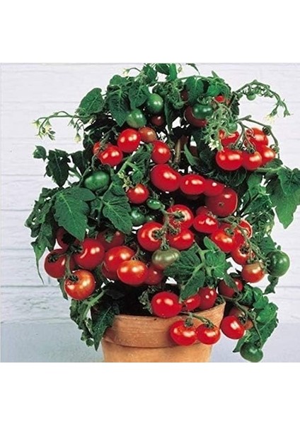 Özel Üretim Saksılık Bodur Çeri Domates Tohumu(5 Adet) modelleri