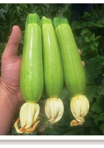 Tarım Ata Tohumu Yerli Kabak Tohumu 20 Adet Tohum