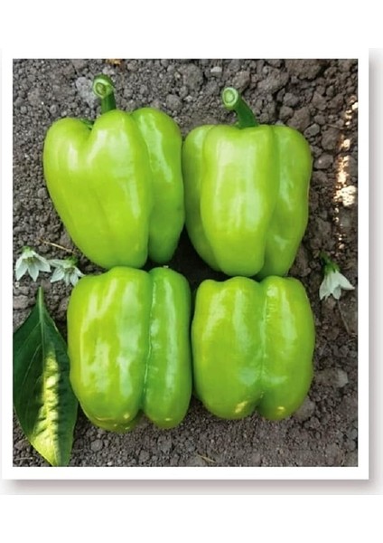 Tarım Ata Tohumu Tatlı Kandil Dolma Biberi 1000 Adet Tohum