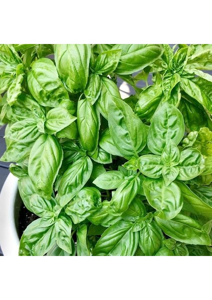 Paket Anadolu Yeşil Iri Yapraklı Fesleğen Fidesi (5 Adet)