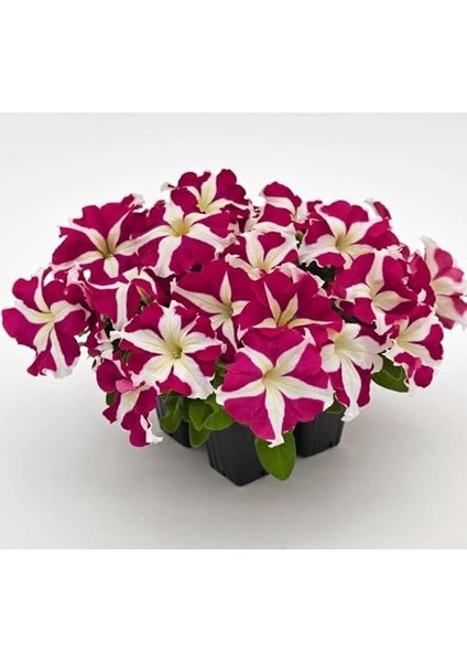 Petunya Çiçeği Tohumu (Iri Çiçekli Bodur) Gül Yıldız Renkli - 15 Tohum modelleri