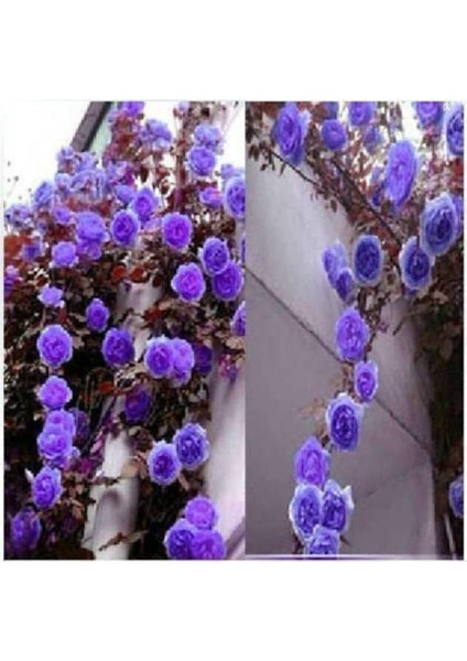 Dünyam 10 Adet Mor Sarmaşık Gül Tohumu