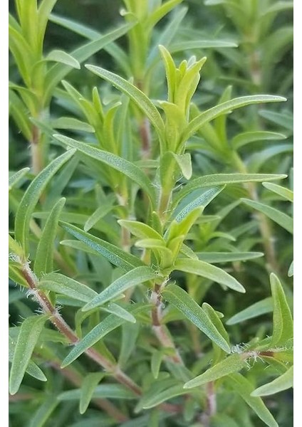 Kekiği, Doğal Zahter Tohumu 40 Adet Tohum modelleri