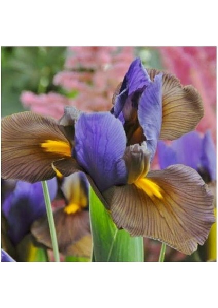 Golden Beauty Iris Süsen Karışık Renkli Soğanı 20 Adet modelleri