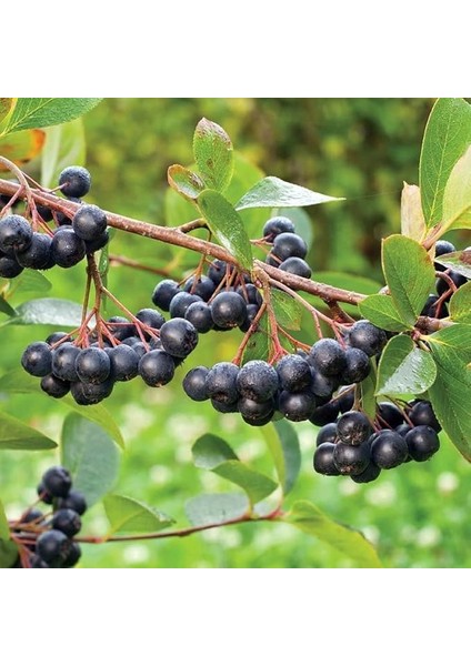 Tüplü Rus Yaban Mersini Nero Aronya Fidanı (10-20 Cm)