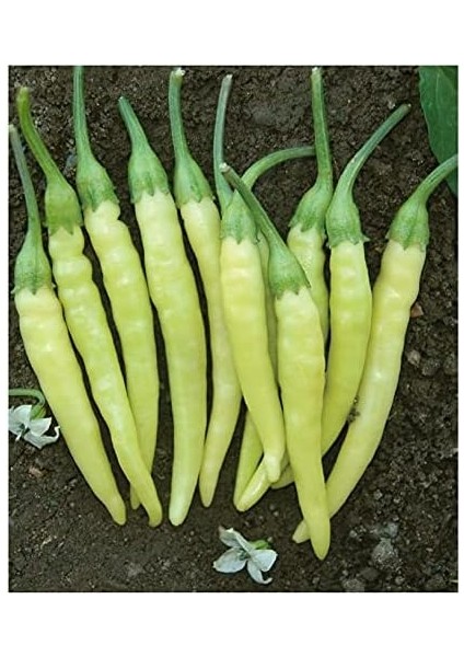 Tarım Ata Tohumu Yerli Turşuluk Acı Biber 100 Ad Tohum