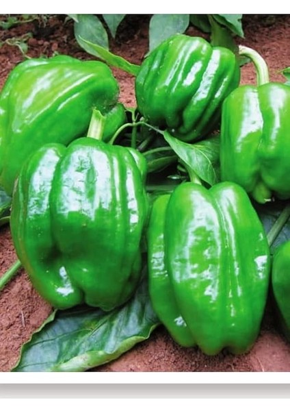 Tarım Ata Tohumu Yöresel Dolma Biber Antep 1000 Adet Tohum