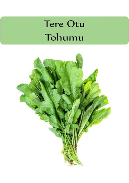Organik Tere Tohumu 1 Paket (10GR=5000+ Adet) Tere Otu Tohumu Geniş Yapraklı Tere