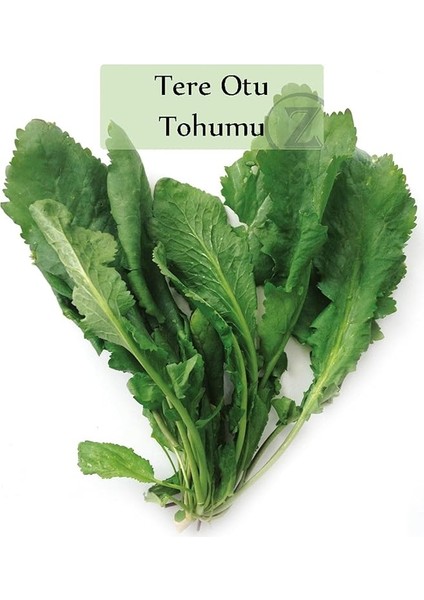 Organik Tere Tohumu 1 Paket (10GR=5000+ Adet) Tere Otu Tohumu Geniş Yapraklı Tere fiyatları