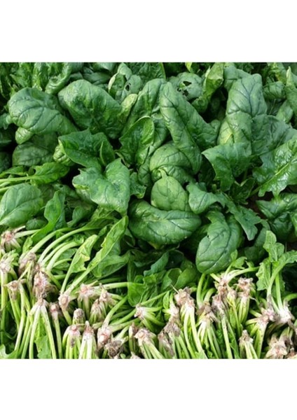 Ispanak Tohumu (300 Tohum) fırsatları