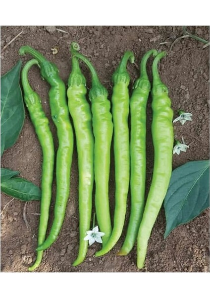 Tarım Ata Tohumu Tatlı Sivri Çetinel Biber 100 Adet Tohum