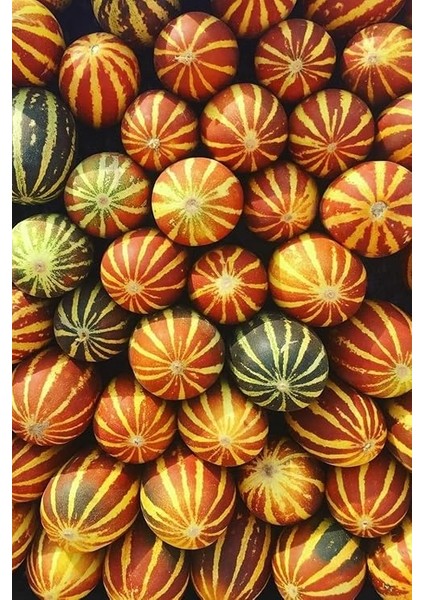 Kokulu Süs Kavunu Tohumu / 10 Adet Şamama Tohumu modelleri