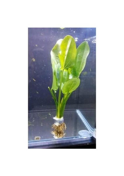 Muricatus 1 Buket 1 Kök Sert Yapraklı Kolay Akvaryum Bitkisi,canlı Bitki modelleri