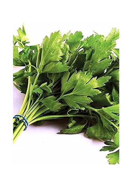 Tarım Ata Tohumu Yerli Maydanoz 2500 Tohum