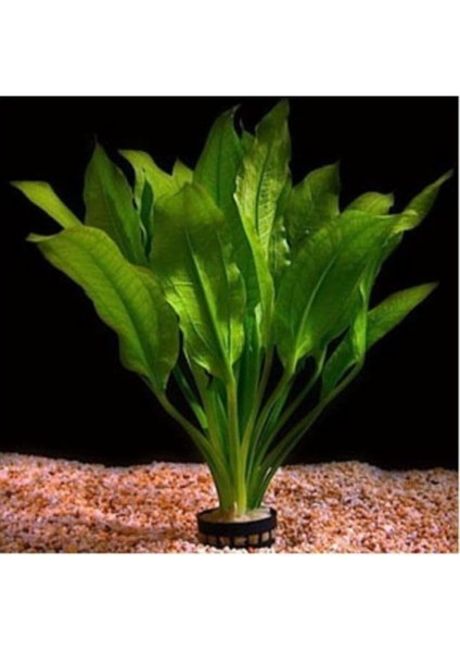Bitkileri Echinodorus Amazonicus Saksı Canlı Bitki B043