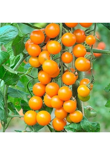 Adet Sun Gold Cherry Domates Tohumu fiyatları