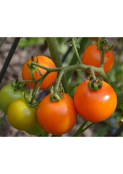 Adet Sun Gold Cherry Domates Tohumu modelleri
