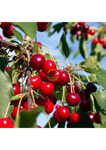 Sepetim 3 Yaş Kütahya Vişne Fidanı *yarı Bodur* indirimleri