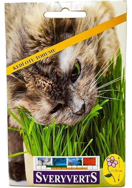 Kedi Otu Tohumu