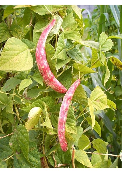 Garden Doğal Sırık Barbunya Tohumu 20 Ad. Tohum