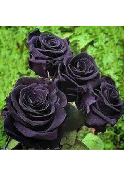 Look 5 Adet Tohum Nadir Siyah Gül Tohumu Kara Gül TH-BB23678932569