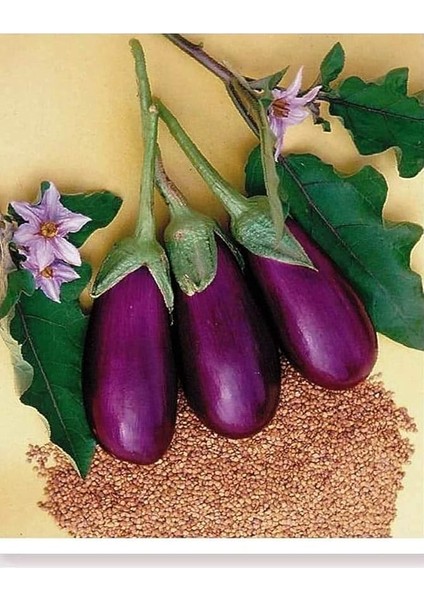 Tarım Ata Tohumu Yerli Antep Patlıcanı 100 Adet Tohum