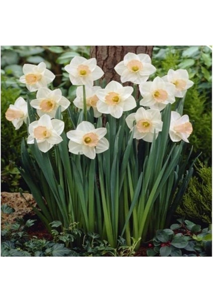 Dünyam Nergiz Tohumu 5 Adet Tohum Nergis Çiçeği Tohumu Çiçek Tohumu fiyatları