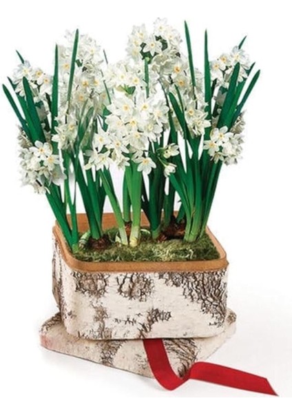 Dünyam Nergiz Tohumu 5 Adet Tohum Nergis Çiçeği Tohumu Çiçek Tohumu modelleri